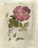 Centifolia Rose Crop Poster Print by Avery Tillmon # 49641