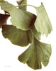 Ginko Color on White Poster Print by Debra Van Swearingen # 49981