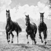 Three of a Kind Poster Print by Lars Van de Goor # 43472