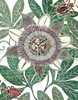 Poppy II Poster Print by Unknown Unknown # 4741