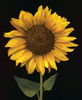 Sunflower I Poster Print by Unknown Unknown # 4673