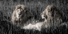 Mara Lions Poster Print by Alison Jones # 43061