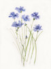 Dainty Botanical Cornflower Poster Print by Sally Swatland # 43325