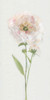 Single Stem Peony II Poster Print by Sally Swatland # 42689
