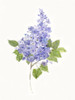 Dainty Botanical Lilac Poster Print by Sally Swatland # 43323