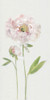 Single Stem Peony I Poster Print by Sally Swatland # 42688