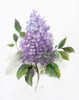 Lilac Romance I Poster Print by Nan Nan # 43373