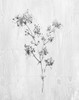 Neutral Meadow I Poster Print by Conrad Knutsen # 42346