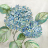 Hydrangea Beauty I Poster Print by Nan Nan # 42573