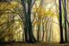In Love with Golden Fall Poster Print by Lars Van de Goor # 41931