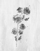 Neutral Meadow II Poster Print by Conrad Knutsen # 42347