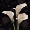 Calla Elegante Poster Print by Igor Levashov # 41796