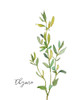 Fresh Sprig Thyme Poster Print by Carol Robinson # 41832