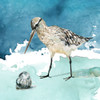 Delray Sandpiper II Poster Print by Carol Robinson # 41882