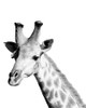 Safari Giraffe Poster Print by Cindy Miller Hopkins # 40730