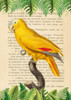 The Blue-Fronted Parrot- After Levaillant Poster Print by Stef Lamanche # 3SL5352