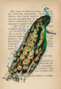 Indian peafowl- After DOrbigny Poster Print by Stef Lamanche # 3SL5350