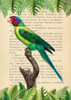 The Plum-Headed Parakeet- After Levaillant Poster Print by Stef Lamanche # 3SL5356