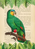 The Orange-Winged Amazon- After Levaillant Poster Print by Stef Lamanche # 3SL5354