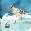 Bay Shore Sandpiper II Poster Print by Carol Robinson # 41443