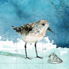 Bay Shore Sandpiper I Poster Print by Carol Robinson # 41442