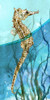 Atlantic Seahorse Poster Print by Carol Robinson # 41438