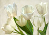 White Tulips Poster Print by Luca Villa # 3LC5328