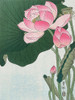 Blooming lotus flowers Poster Print by Ohara Koson # 3JP5035