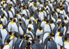 King penguin colony- Antarctica Poster Print by Frank Krahmer # 3FK5192