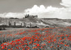 Farmhouse with Cypresses and Poppies- Val dOrcia- Tuscany Poster Print by Frank Krahmer # 3FK5189