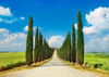 Cypress alley- San Quirico dOrcia- Tuscany Poster Print by Frank Krahmer # 3FK5185