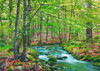 Forest brook through beech forest- Bavaria- Germany Poster Print by Frank Krahmer # 3FK5194