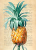 Pineapple- After Redoute Poster Print by Remy Dellal # 3DE5344
