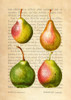 Pears- After Redoute Poster Print by Remy Dellal # 3DE5343