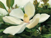 Majestic Magnolia Poster Print by Julia Purinton # 30708G