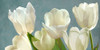 White Tulips on Blue Poster Print by Luca Villa # 2LC5326
