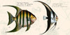 Tropical fish II-  After Bloch Poster Print by Stef Lamanche # 2SL5358