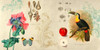 Cabinet of Curiosities II Poster Print by Joannoo Joannoo  # 2JO5331