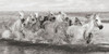 Herd of Horses- Camargue Poster Print by  Pangea Images Pangea Images # 2AP5159