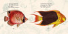 Tropical fish III-  After Bloch Poster Print by Stef Lamanche # 2SL5359
