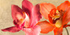 Two Orchids Poster Print by Andrea Antinori # 2AT5337