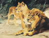 Two Lions Poster Print by Unknown Unknown # 3358