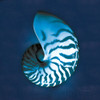 Cyanotype Sea I Poster Print by Sue Schlabach # 32594