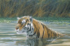 Bengal Tiger Poster Print by Unknown Unknown # 21409