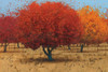 Orange Trees II Poster Print by James Wiens # 20389