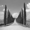 Cypress alley- San Quirico dOrcia- Tuscany Poster Print by Frank Krahmer # 1FK5184