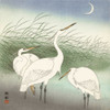 Herons in shallow water Poster Print by Ohara Koson # 1JP5245
