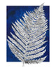 Blue Fern in White Border II Poster Print by Elizabeth Medley # 15882A