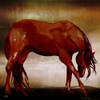 Red Horse I Poster Print by Elizabeth Medley # 15741