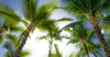 Oahu Palms Poster Print by Bill Carson Photography Bill Carson Photography # 15713